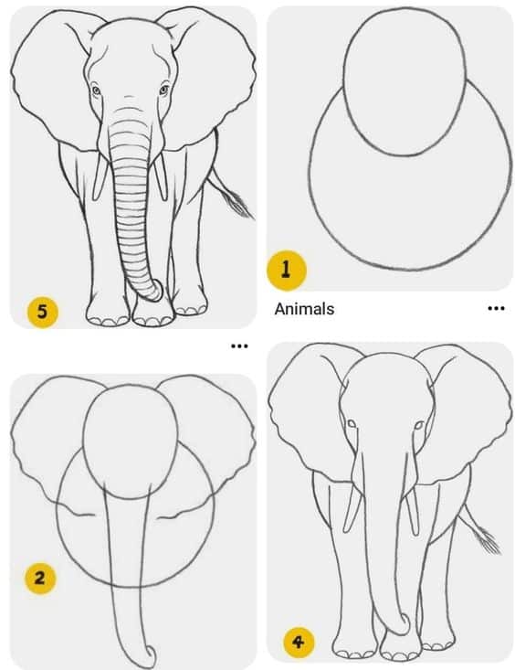 how to draw elephant, step by step illustrations