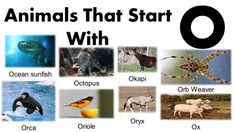 animal name start with O