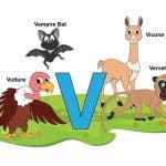 animals beginning with v