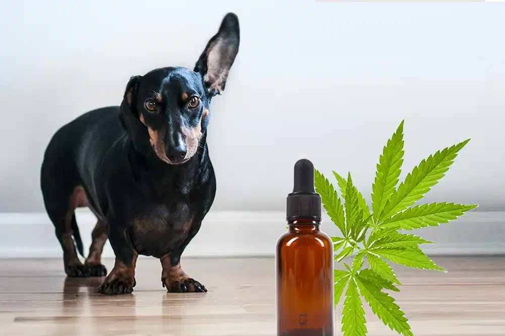 Benefits of CBD for Dogs: