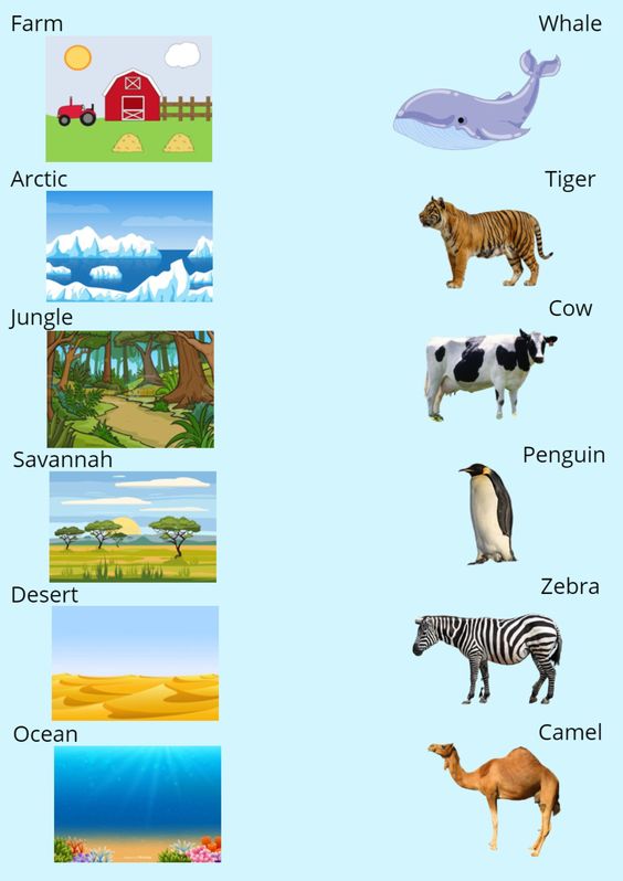 animals and their habitat match the following game
