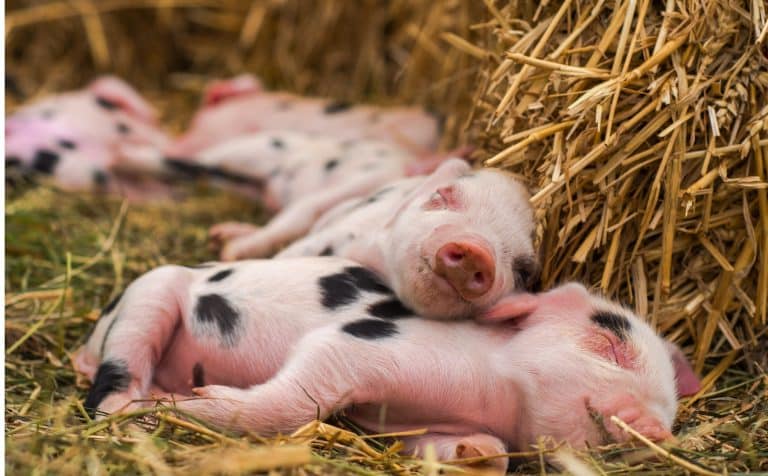 piglets sleeping peacefully