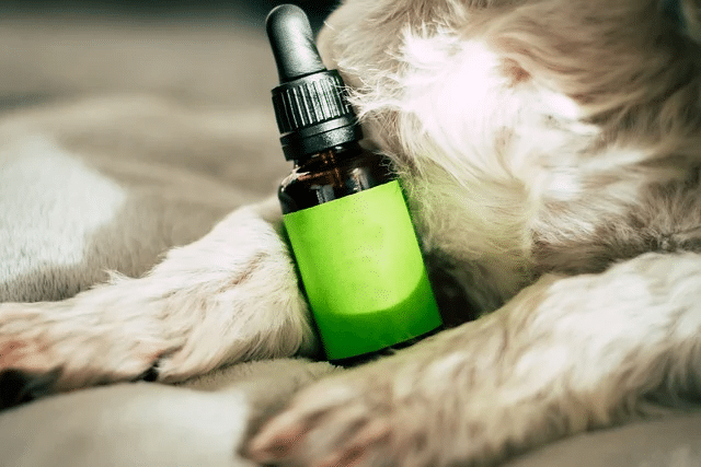 The Ultimate Guide to Using CBD for Dogs: Benefits, Risks, and Dosage