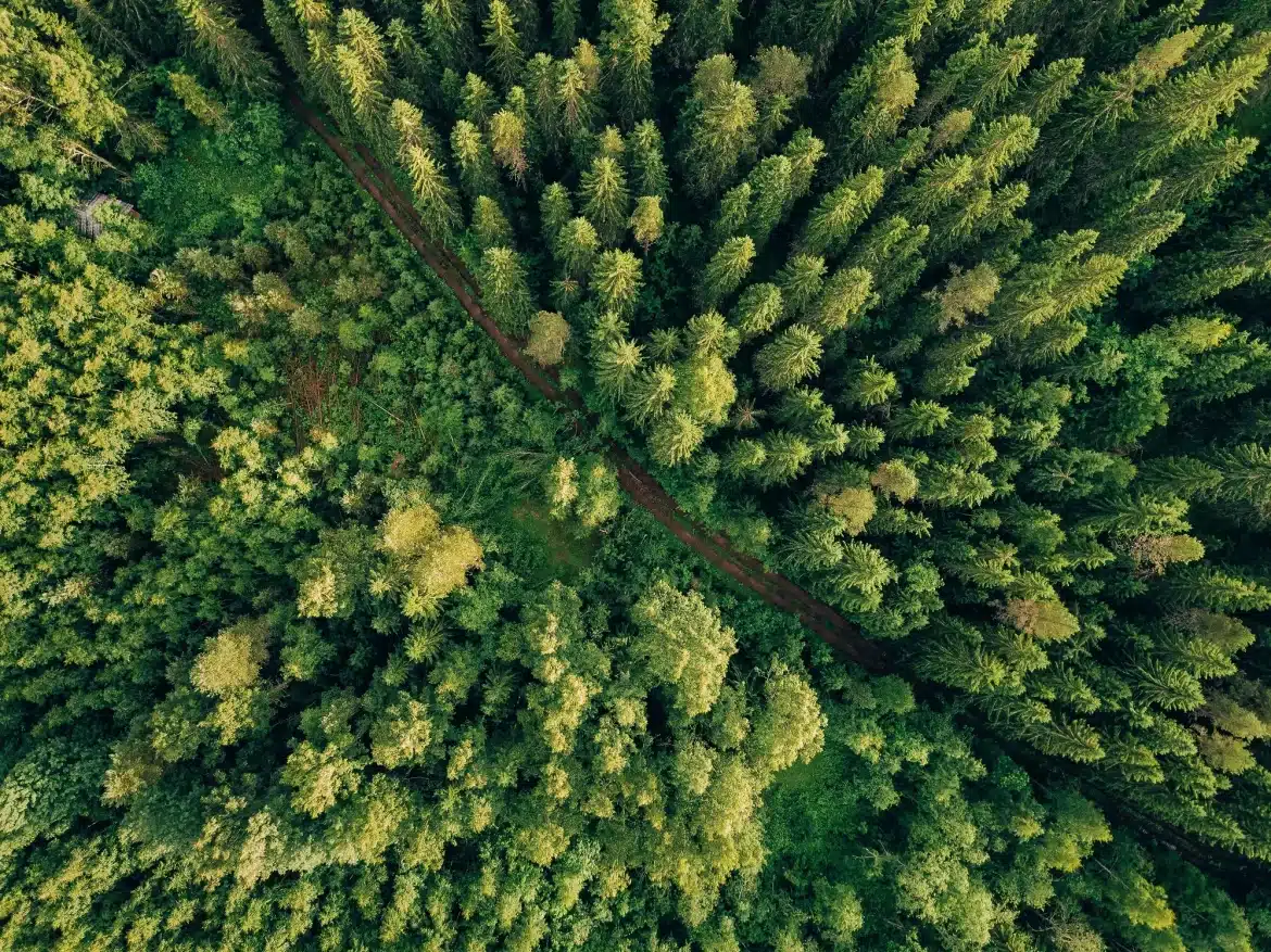 Green Strategy — How Businesses are Harnessing Sustainability for Competitive Advantage in the Climate Era