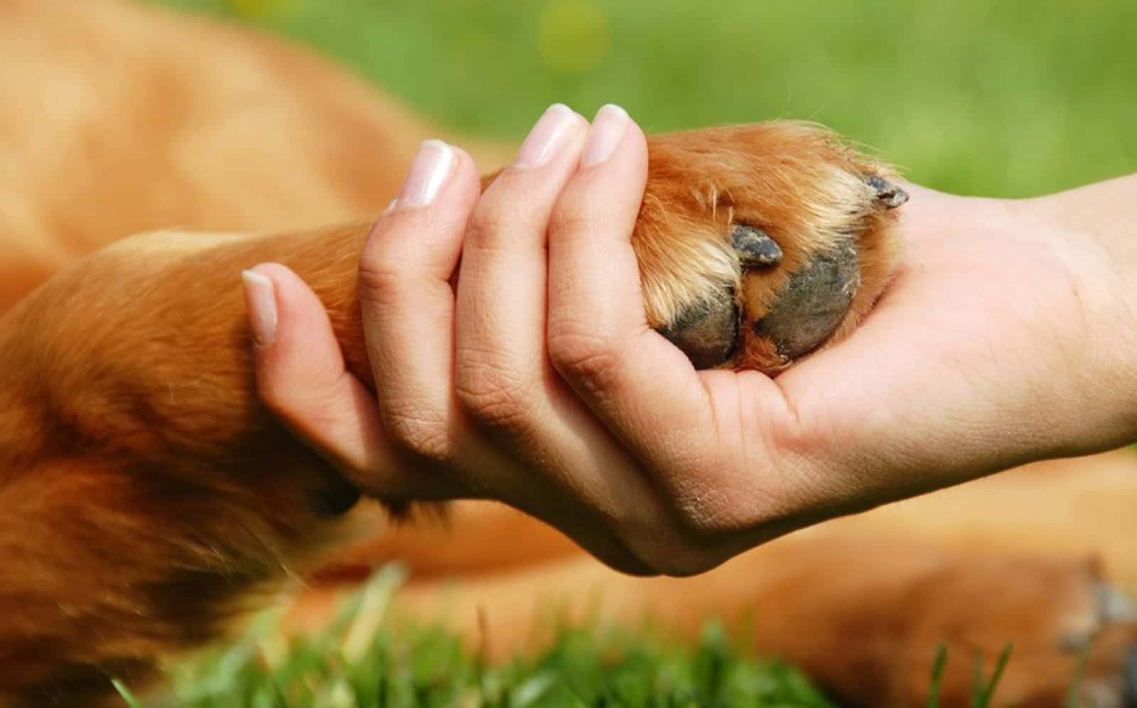 Connecting Environment with Animal Welfare