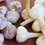 Exploring the World of Garlic: Discover the Various Types
