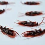 Seasonal Strategies For Pest-Proofing Your Home