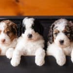A Guide to Doodle Puppies: Differences Between Bernedoodles, Aussiedoodles, and More