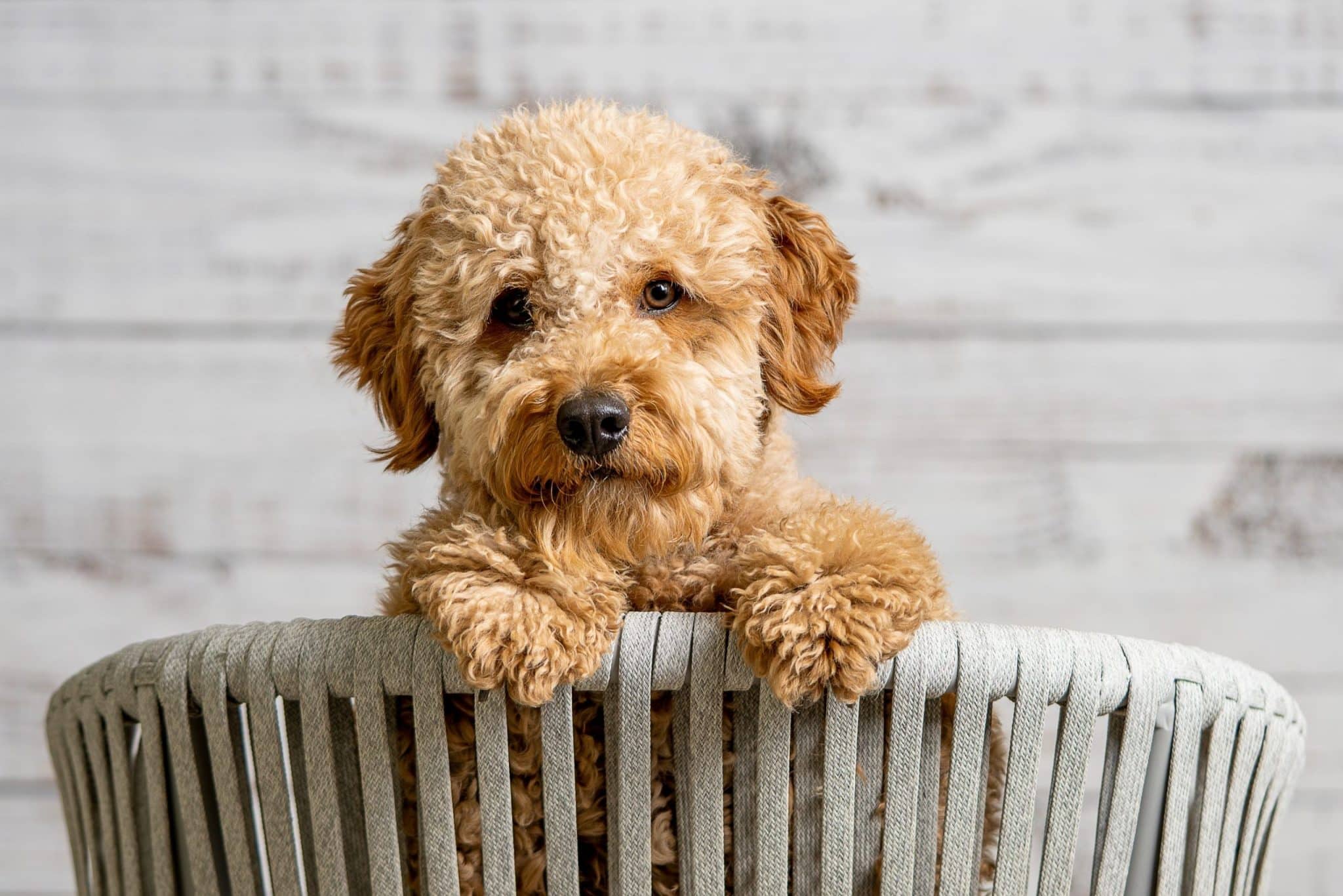 Care and Maintenance of Doodle Puppies