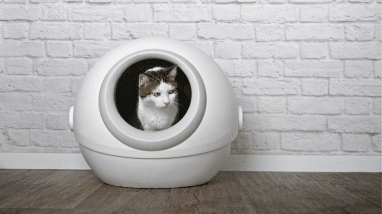 Modern Innovations for Cats: Enhancing Feline Well-being and Owner Convenience