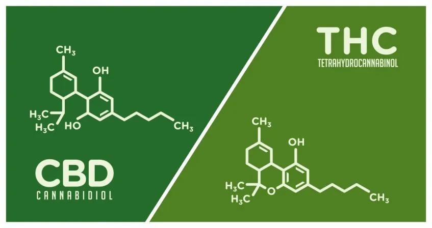 Understanding Cannabis Potency: Navigating THC and CBD Ratios
