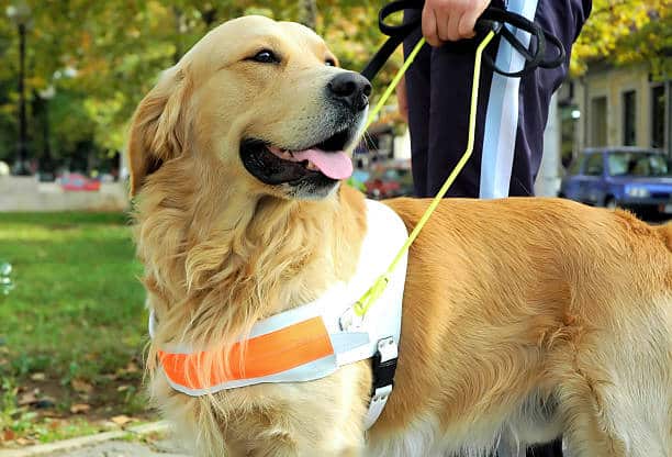 Why Service Dogs Are Allowed