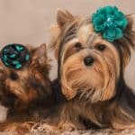 Seven Breeds of Teacup Hypoallergenic Dogs