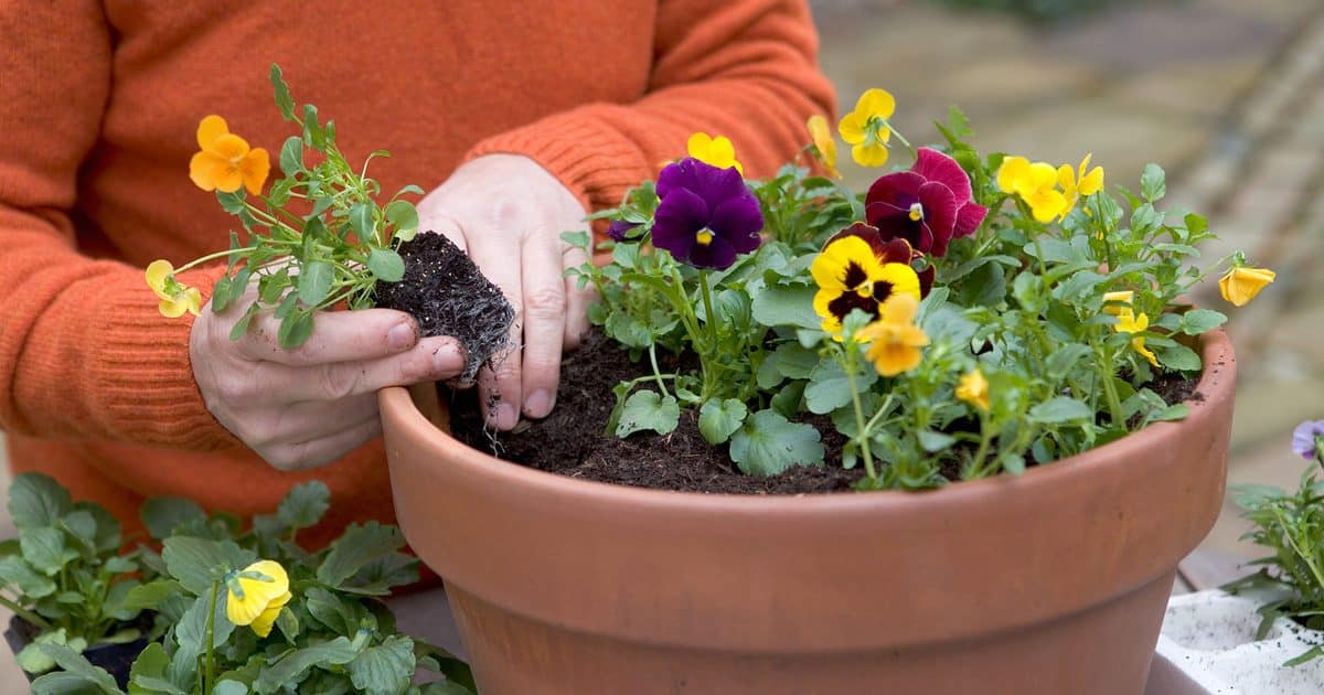 Choosing the Right Plants for Cooler Months