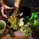 How to Choose the Best Indoor Gardening System for Your Needs