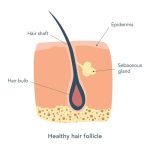 Understanding Hair Follicles: The Key to Hair Growth and Health