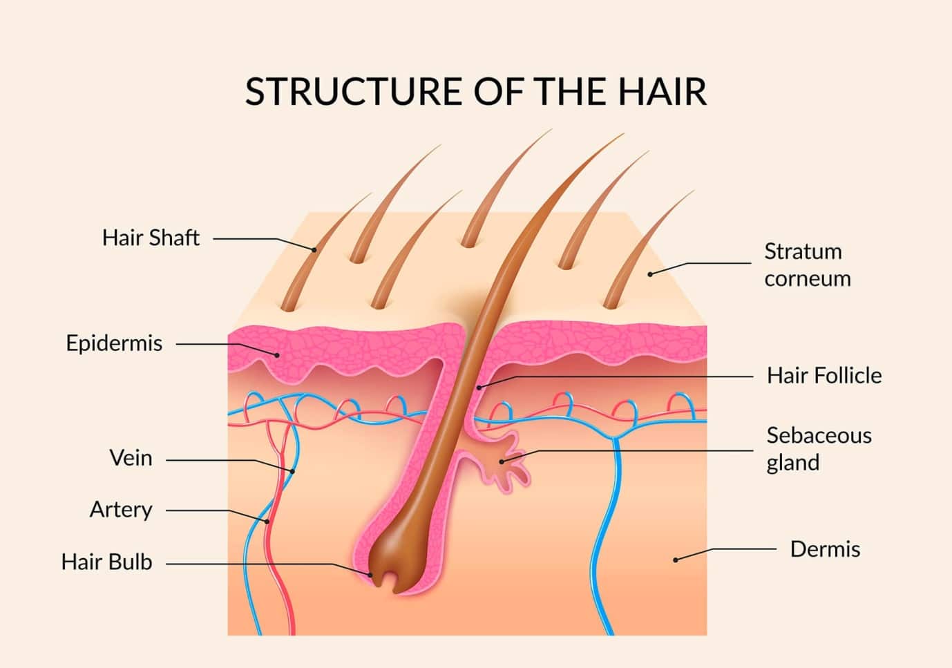 C:\Users\Chisom\Downloads\structure-of-hair-2.jpg