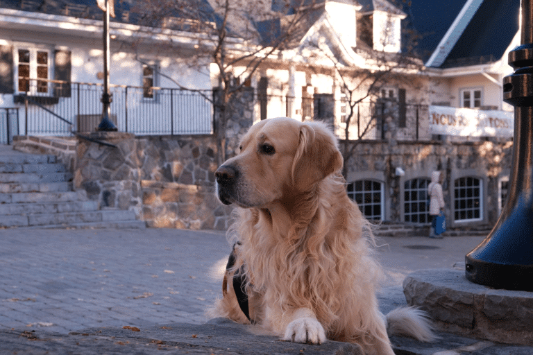 Planning A Dog-Friendly Coastal Road Trip In The UK