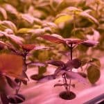 Best Practices for Airflow and Humidity Control in Grow Tents