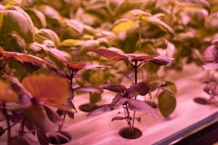 Best Practices for Airflow and Humidity Control in Grow Tents