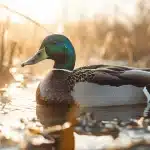 The Importance of Camouflage in Duck Hunting