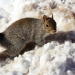 Winter Squirrels in Garden Safety for Kids: Essential Tips for a Safe Experience