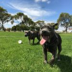 Essential Devices for Dog Parents: Simplifying Care and Strengthening Bonds