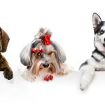 Dog Breeds That Make Great Roommates