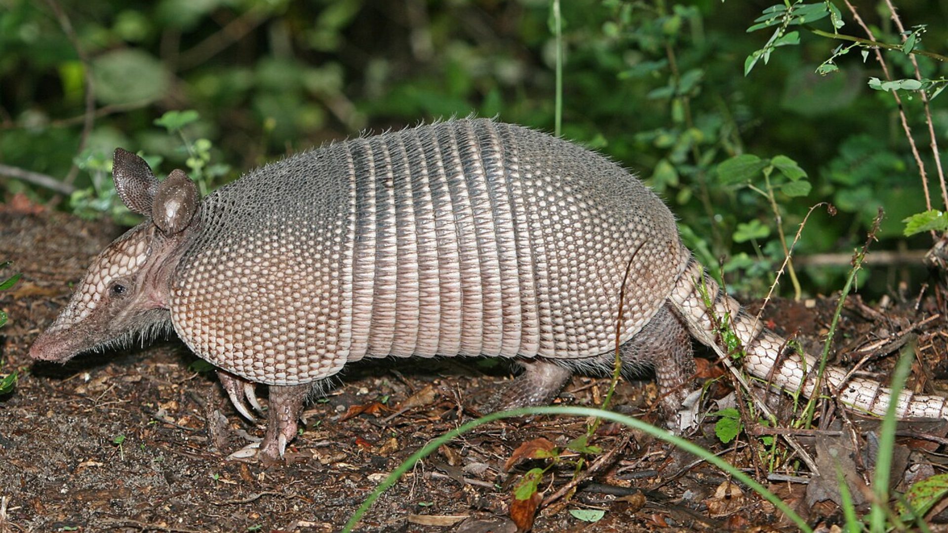 Armadillo