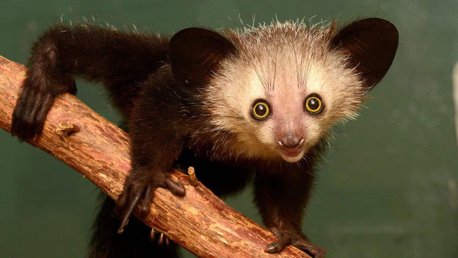 Aye-Aye