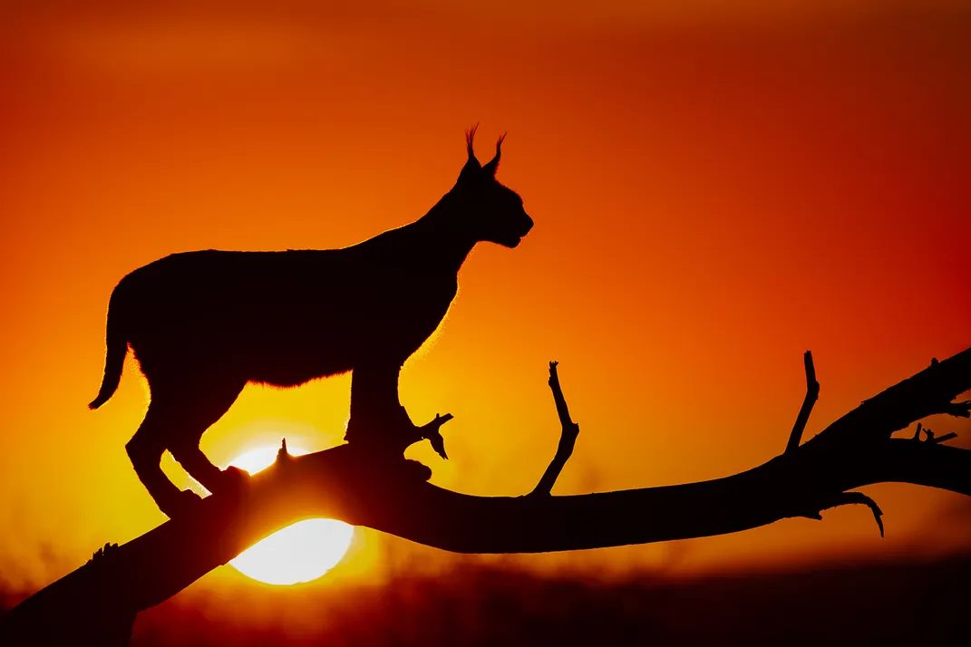 Do Caracals Live in Forests or Mountains?