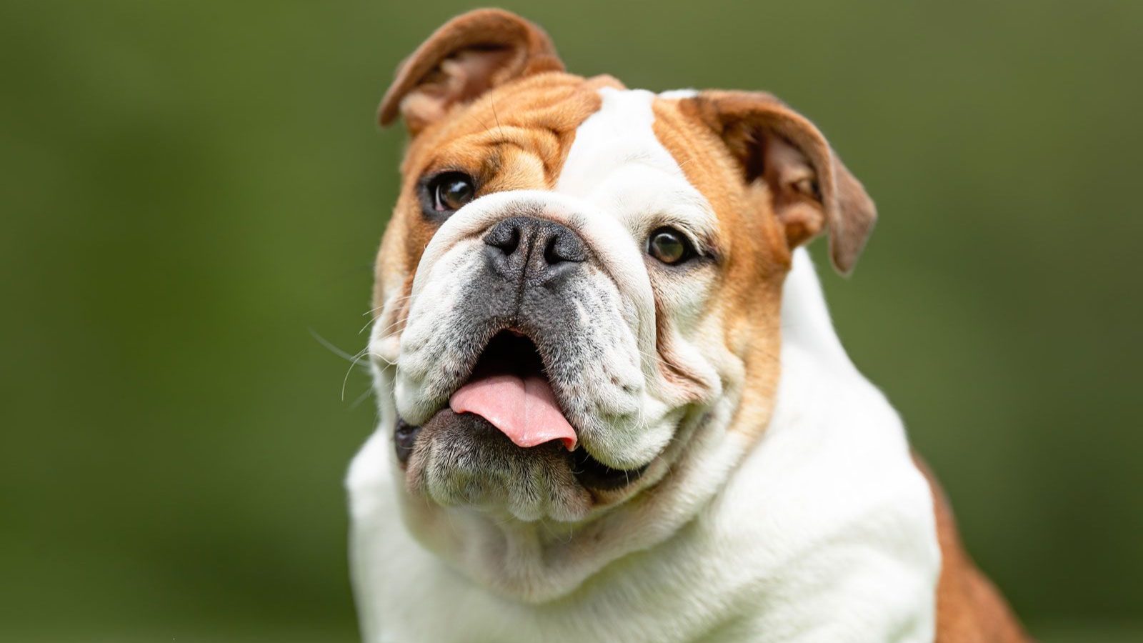 Facts about Different Dog's Breeds