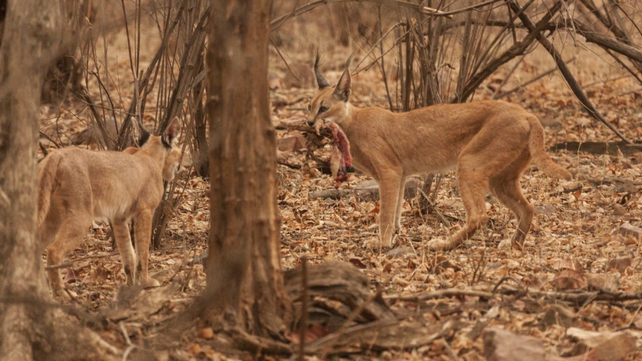 How Do Caracals Thrive in These Habitats?