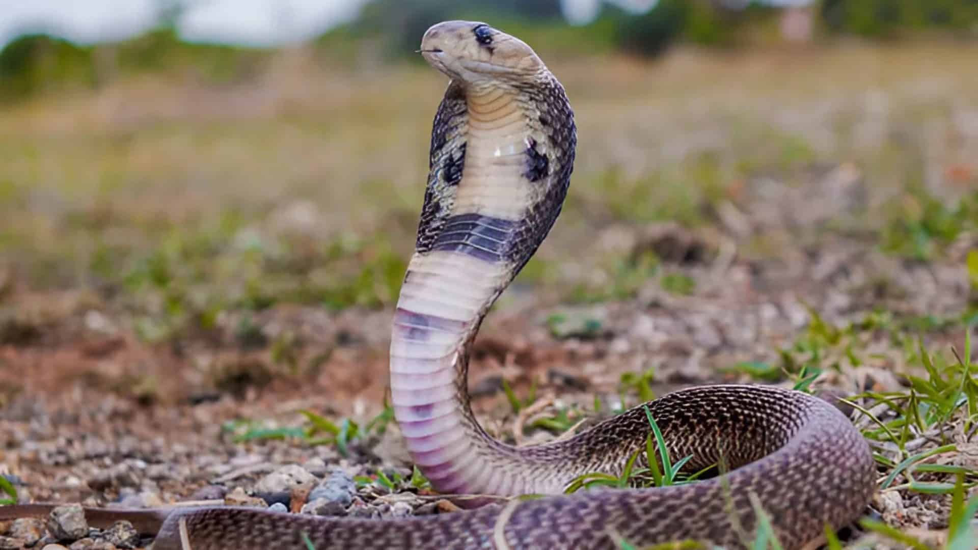 Indian_Cobra