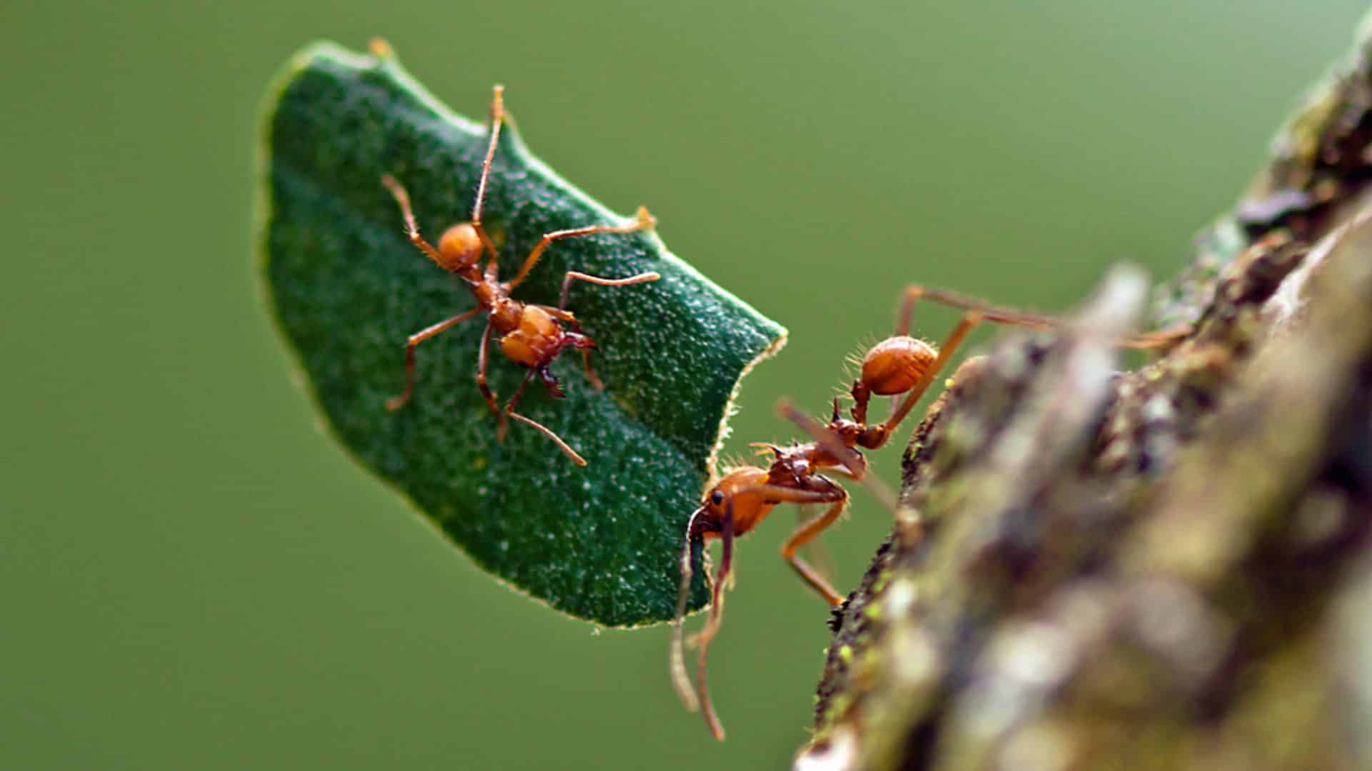 Leafcutter_Ant