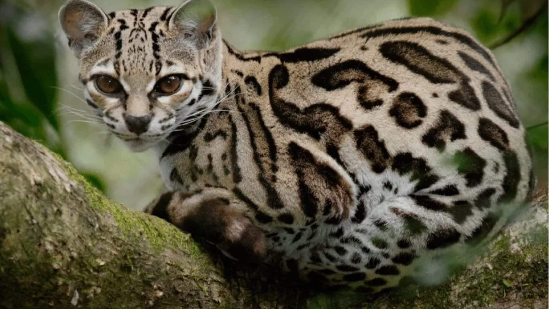 Margay