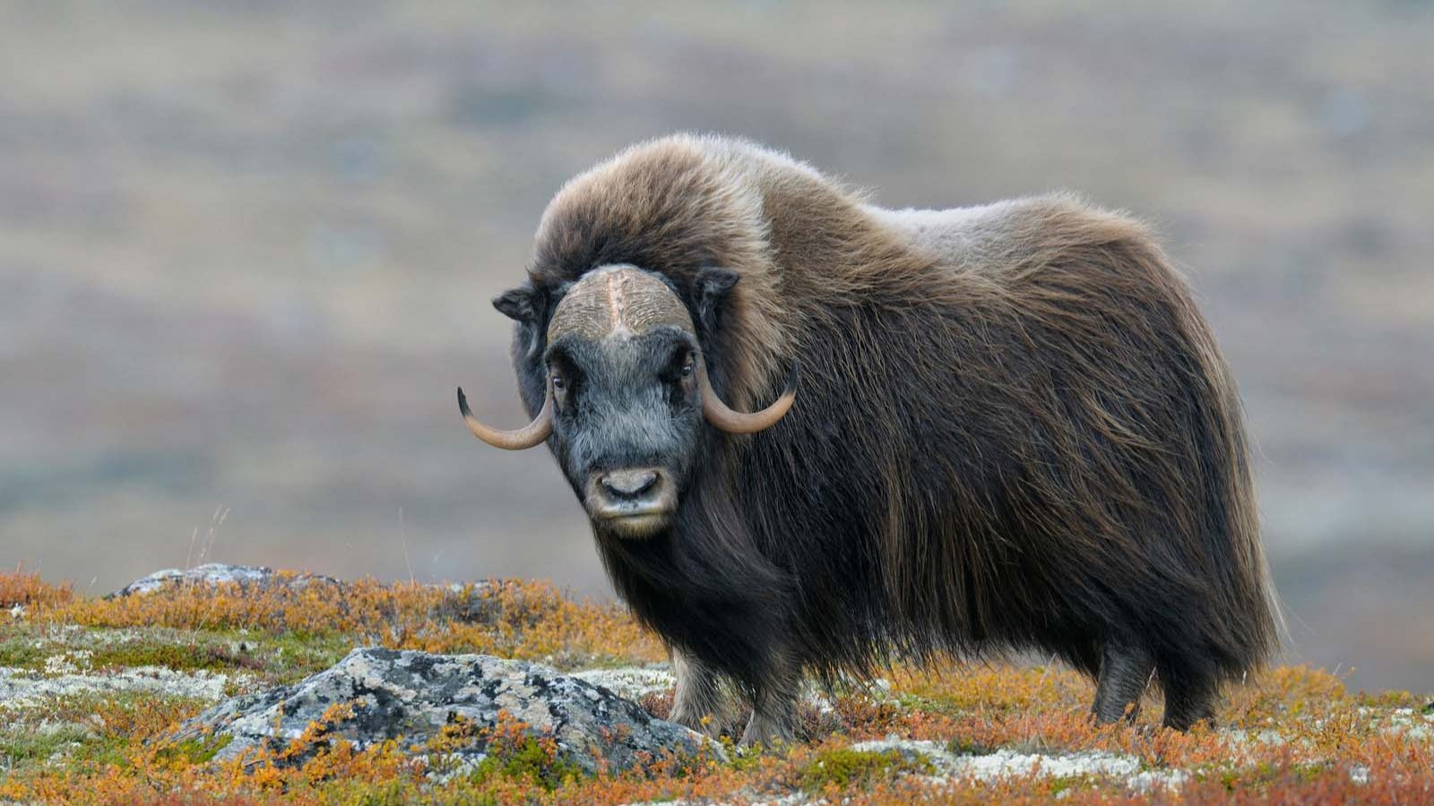 Musk_Ox