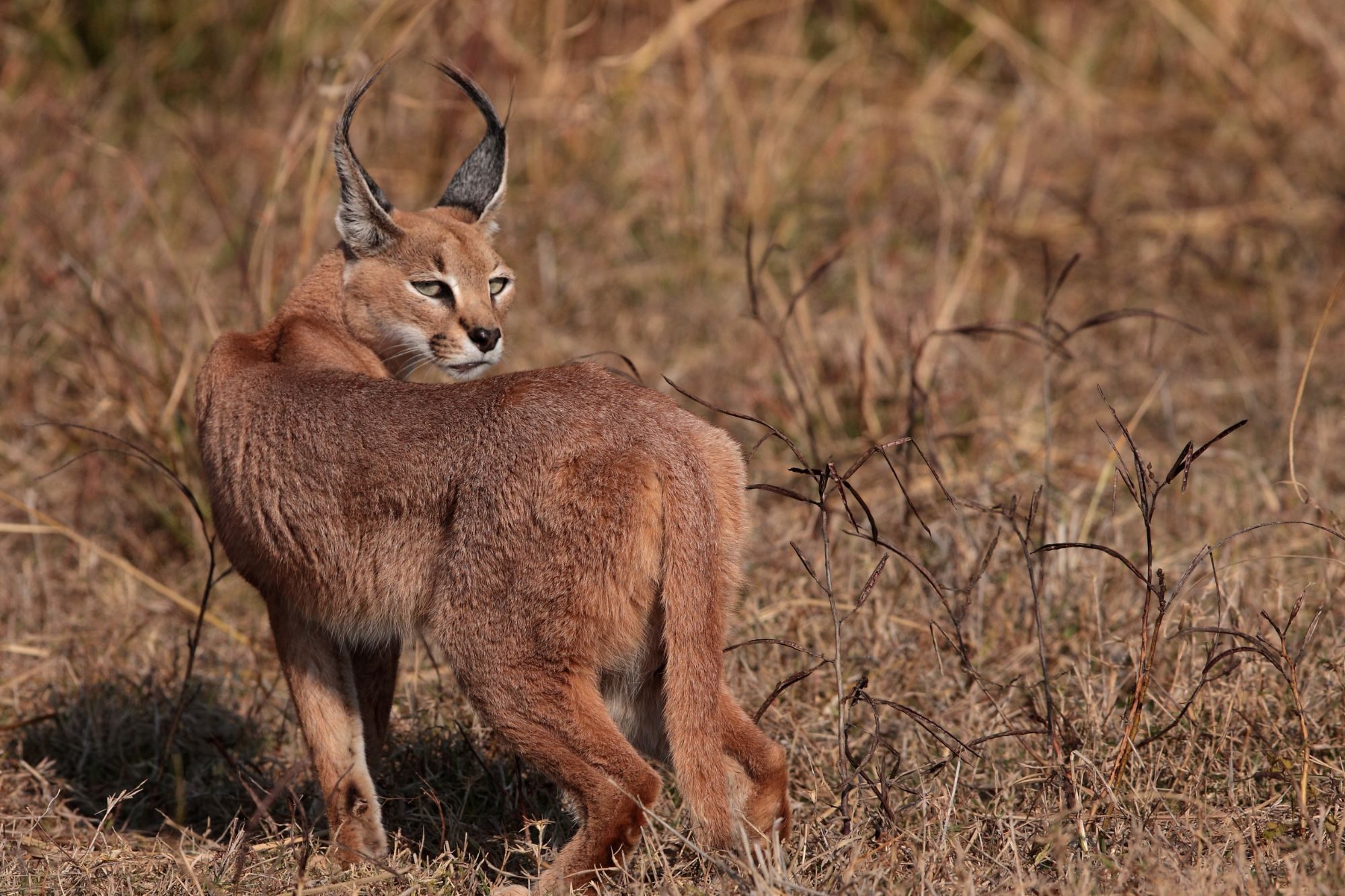 Natural Habitat of the Caracal