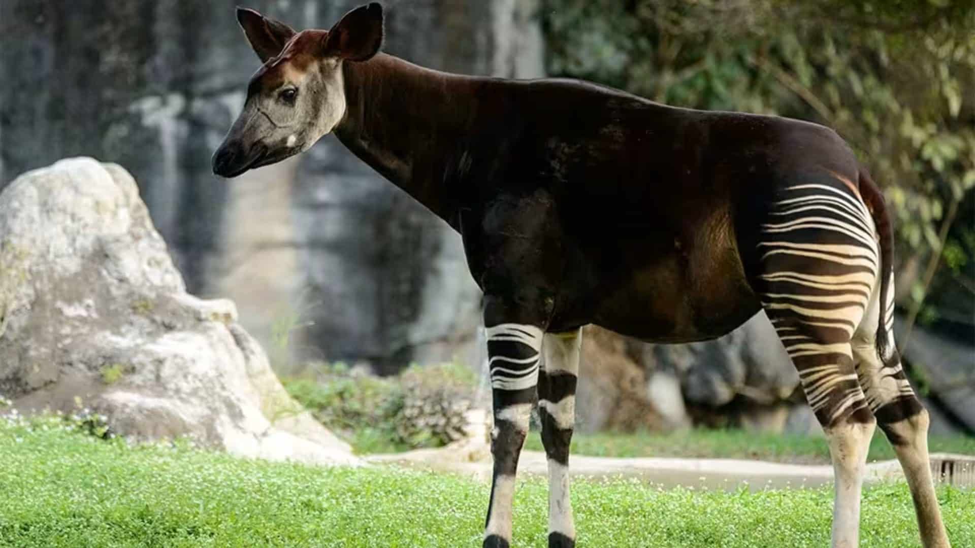 Okapi