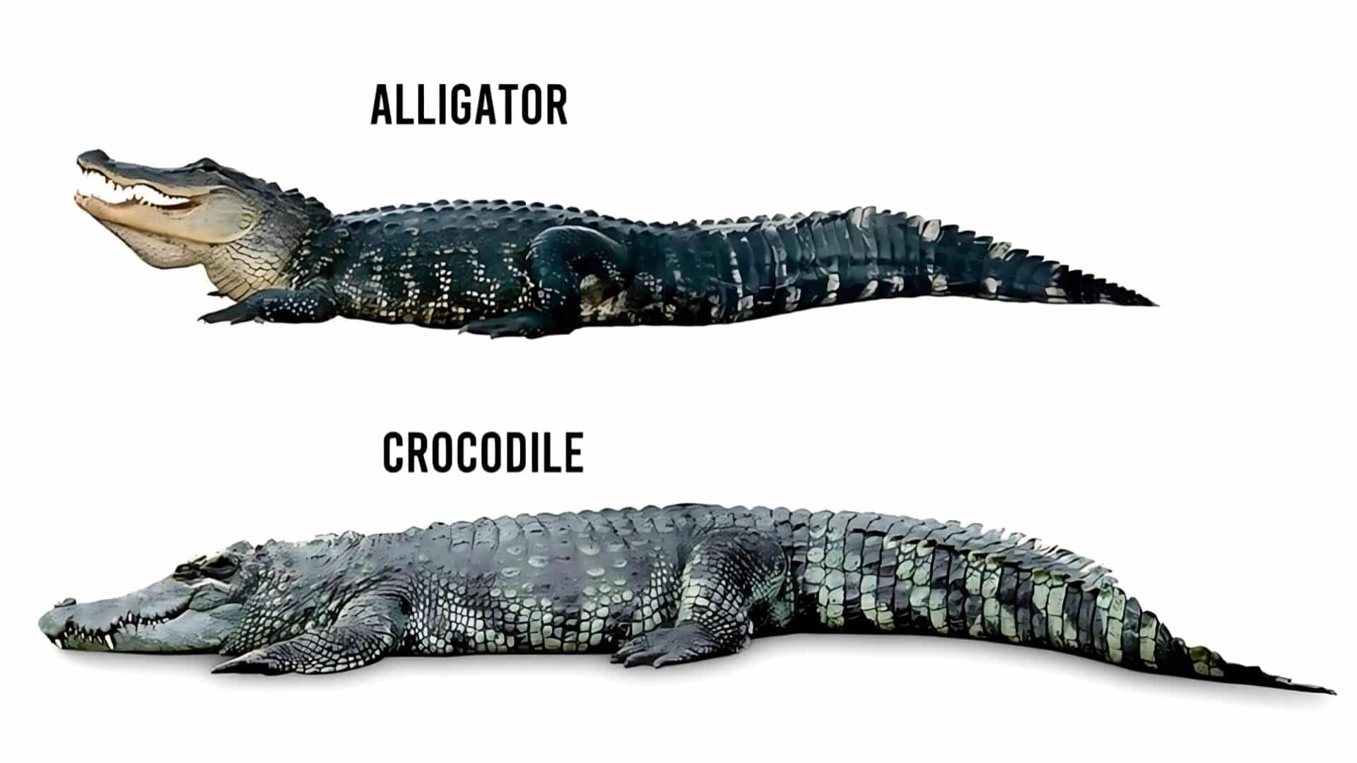 Size Comparison