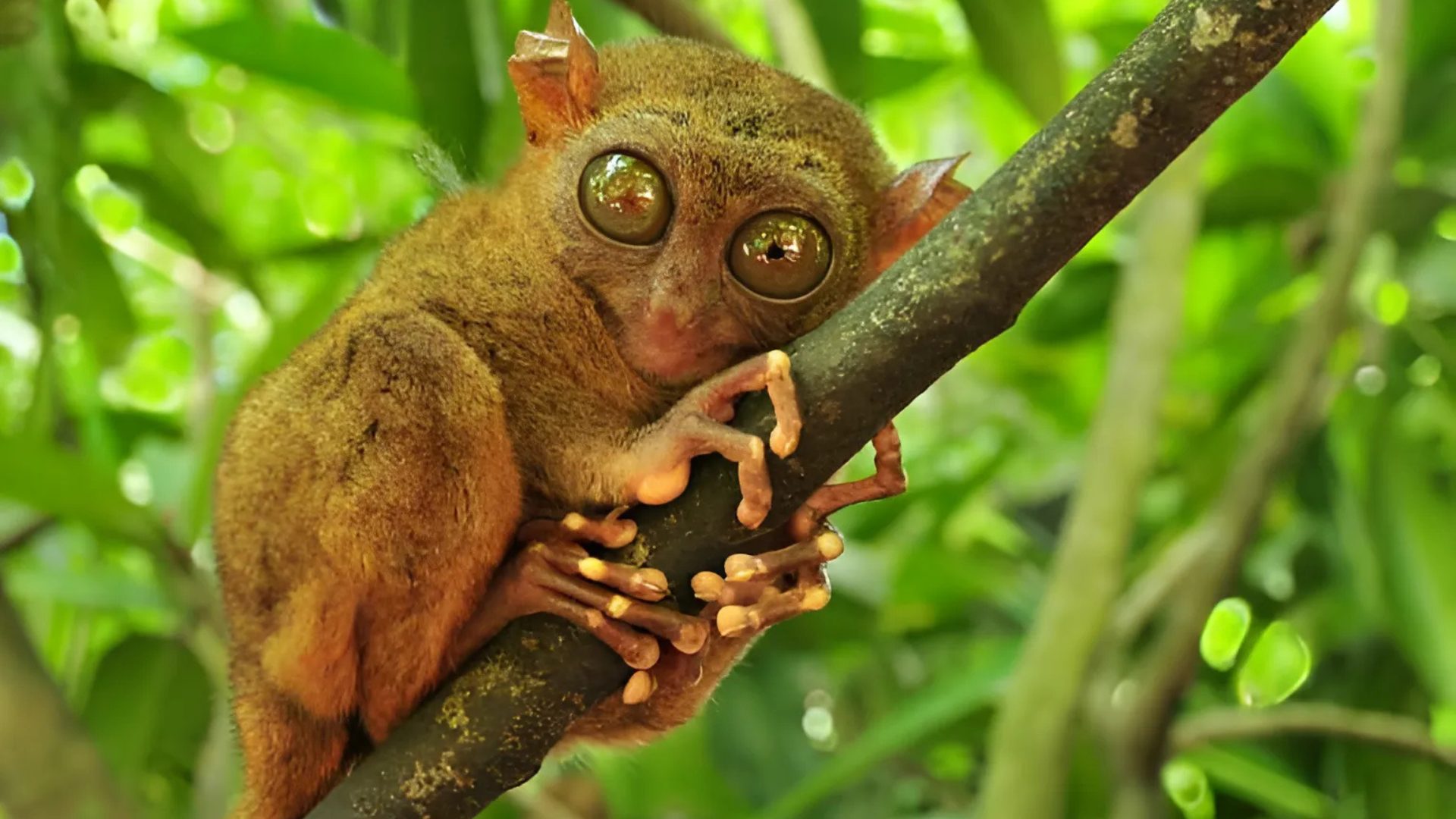 Tarsier