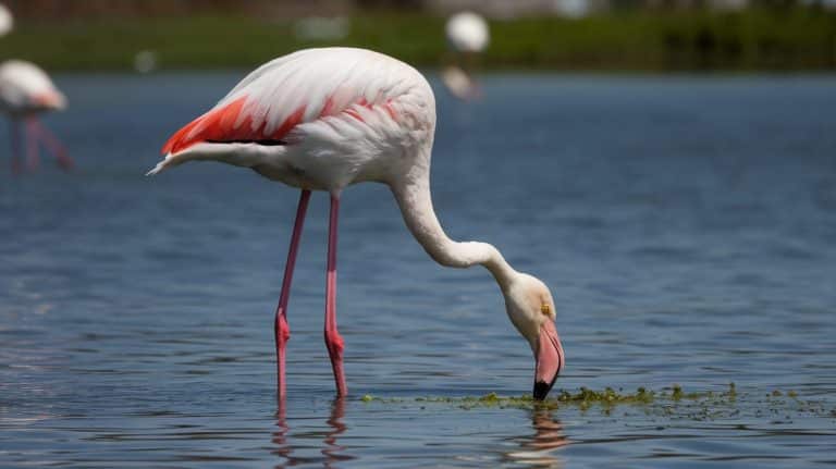 The Flamingo Diet: What These Colorful Birds Really Eat