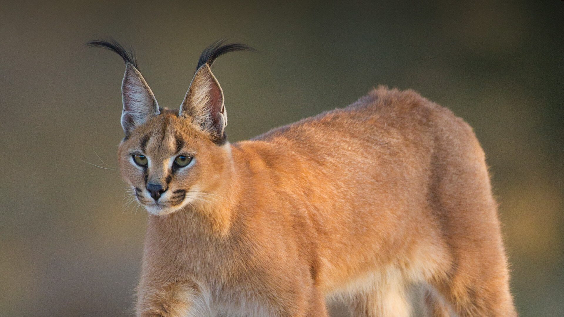 What Is a Caracal?