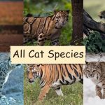 all cat species