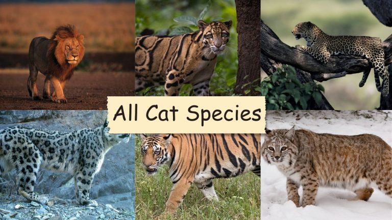 all cat species