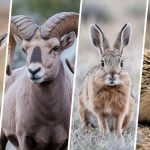 animals that live in the desert