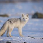 arctic fox facts for kids