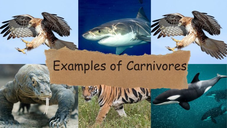 examples of carnivores