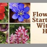 flowers that start with h