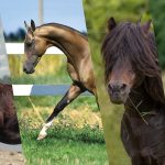 horses_species